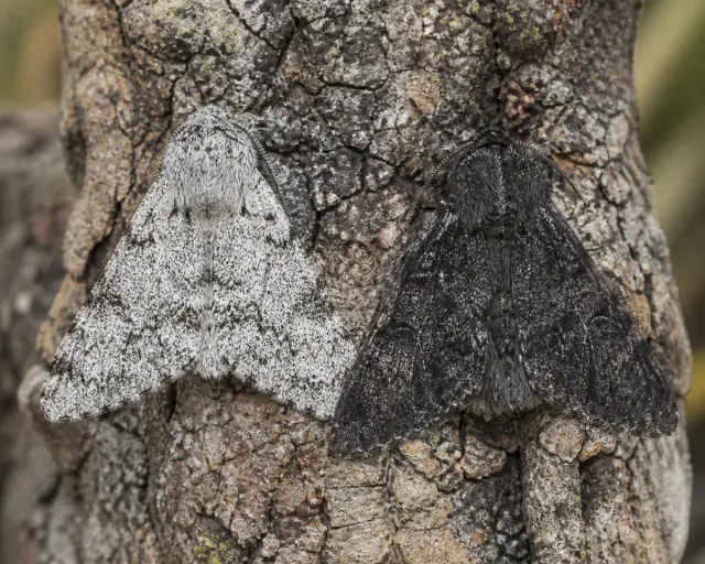 Comment la sélection naturelle trie des variations déjà présentes